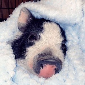 Meet your Posher, Lesley